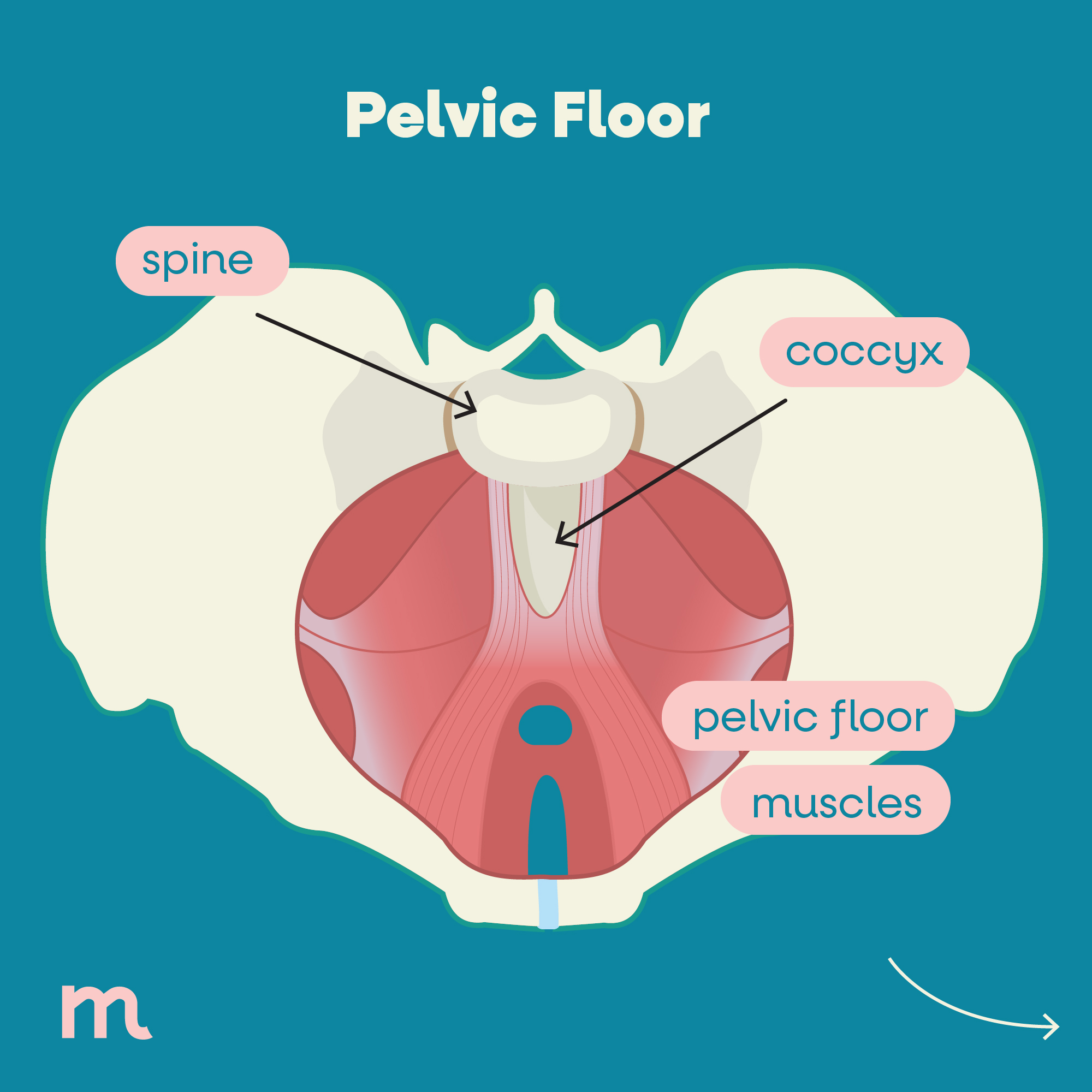 Pelvic Health - Mumie Health