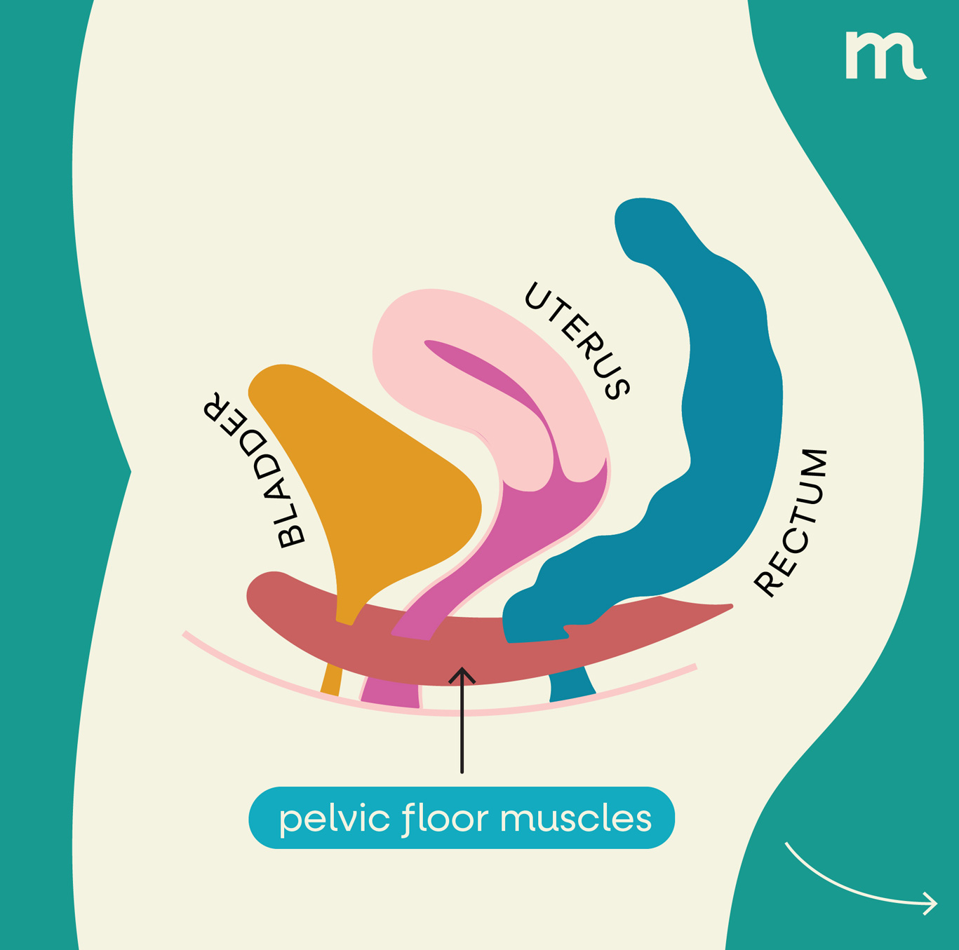 Pelvic floor exercises - Mumie Health